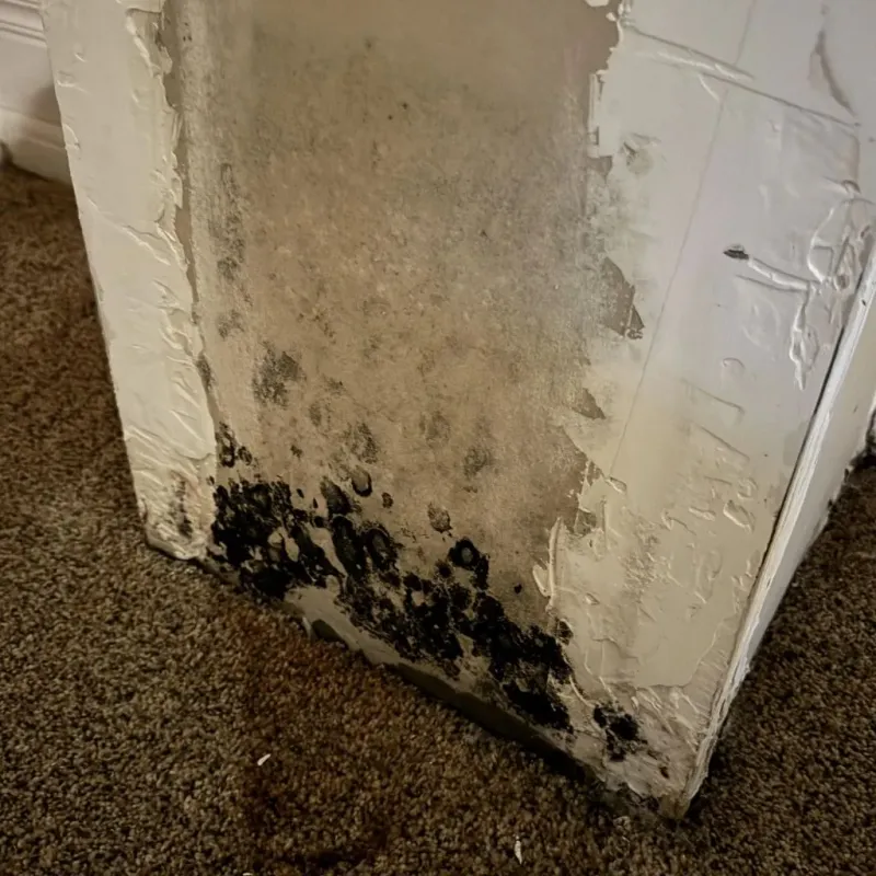 Professional Mold Removal in Midway, PA